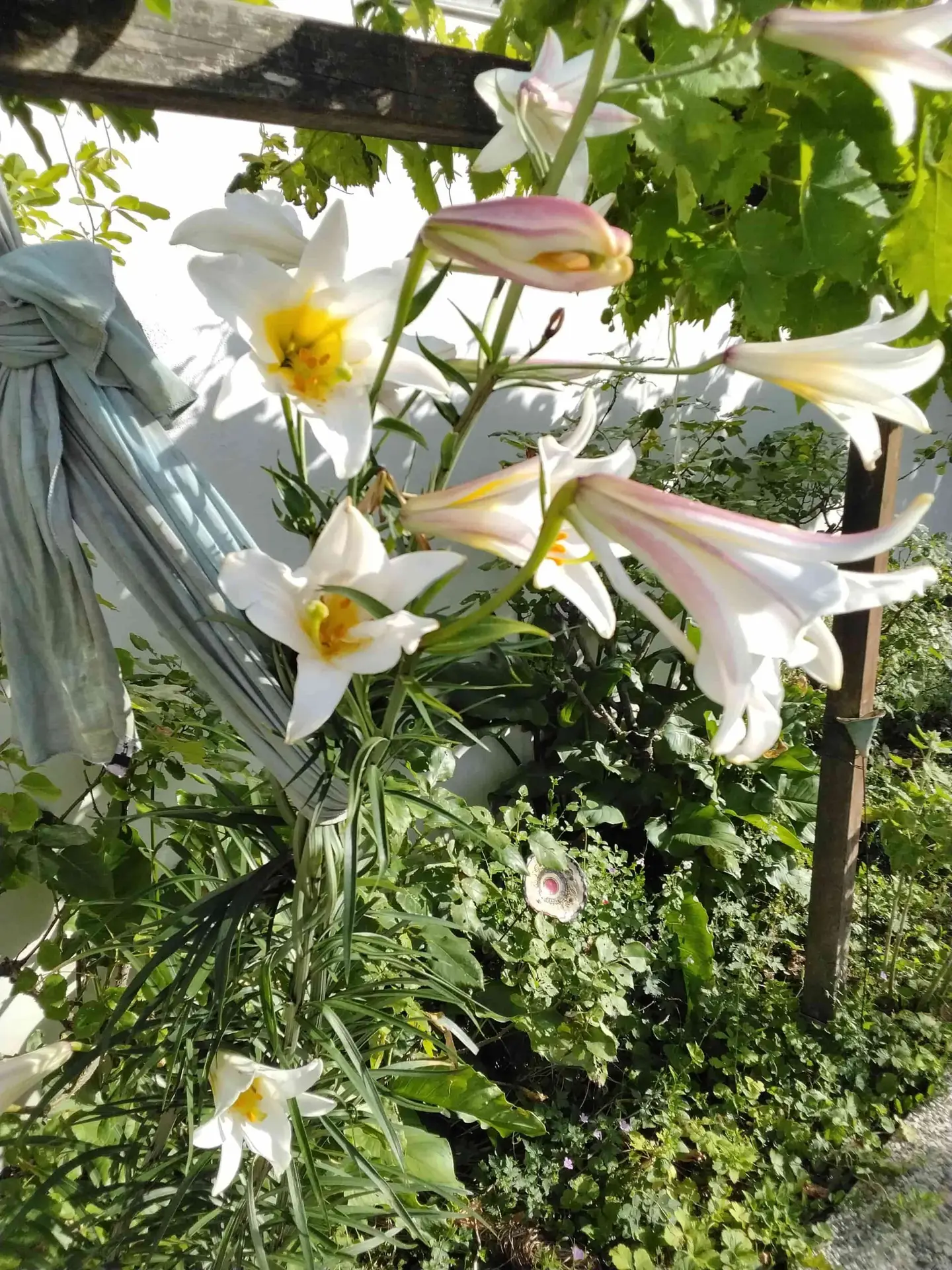 Lys blancs en fleurs dans le jardin
